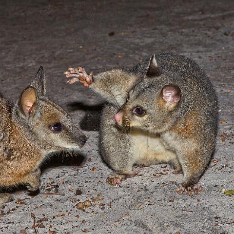 165 Kangaroo Island, tammar wallabie en voskoesoe.jpg